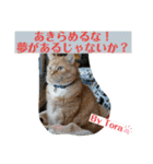 トラとの幸せライフ4“（個別スタンプ：26）