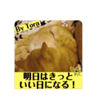 トラとの幸せライフ4“（個別スタンプ：27）
