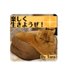 トラとの幸せライフ4“（個別スタンプ：28）