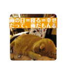 トラとの幸せライフ4“（個別スタンプ：31）