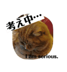 トラとの幸せライフ4“（個別スタンプ：38）
