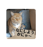 トラとの幸せライフ4“（個別スタンプ：40）