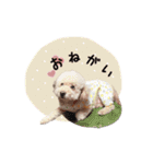 HARUMA ③（個別スタンプ：14）