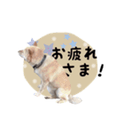 HARUMA ③（個別スタンプ：17）