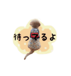 HARUMA ③（個別スタンプ：20）