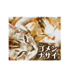 華麗なる我が家のニャンコ様（個別スタンプ：19）