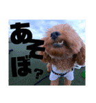 トイプードルのレオ②（個別スタンプ：2）