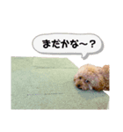 トイプードルのレオ②（個別スタンプ：4）