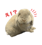 ロップイヤーうさぎのミント（個別スタンプ：2）