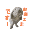 ロップイヤーうさぎのミント（個別スタンプ：3）