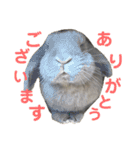 ロップイヤーうさぎのミント（個別スタンプ：6）