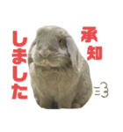 ロップイヤーうさぎのミント（個別スタンプ：7）