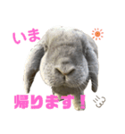 ロップイヤーうさぎのミント（個別スタンプ：9）