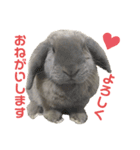 ロップイヤーうさぎのミント（個別スタンプ：10）