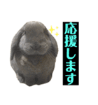 ロップイヤーうさぎのミント（個別スタンプ：13）
