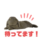 ロップイヤーうさぎのミント（個別スタンプ：14）