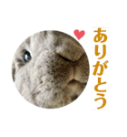 ロップイヤーうさぎのミント（個別スタンプ：16）