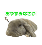 ロップイヤーうさぎのミント（個別スタンプ：20）