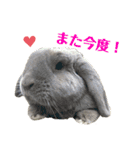 ロップイヤーうさぎのミント（個別スタンプ：24）