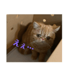 Tomくんのスタンプ（個別スタンプ：3）
