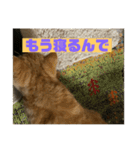 Tomくんのスタンプ（個別スタンプ：4）