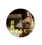Tomくんのスタンプ（個別スタンプ：5）