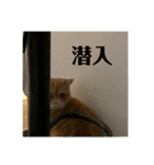 Tomくんのスタンプ（個別スタンプ：7）