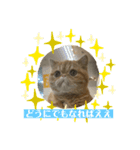 Tomくんのスタンプ（個別スタンプ：8）