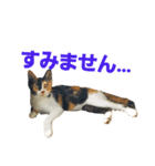 頑張れ たまさぶ君！（個別スタンプ：3）
