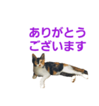 頑張れ たまさぶ君！（個別スタンプ：6）