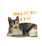 頑張れ たまさぶ君！（個別スタンプ：7）