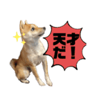 おしゃべりうめちゃん（個別スタンプ：6）