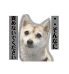 おしゃべりうめちゃん（個別スタンプ：12）