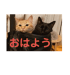 コムギヤマトト（個別スタンプ：1）