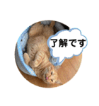 コムギヤマトト（個別スタンプ：5）