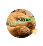コムギヤマトト（個別スタンプ：9）