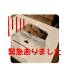 コムギヤマトト（個別スタンプ：11）