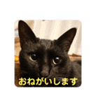 コムギヤマトト（個別スタンプ：12）