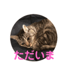 コムギヤマトト（個別スタンプ：15）