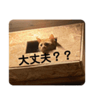 コムギヤマトト（個別スタンプ：18）