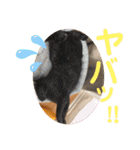 コムギヤマトト（個別スタンプ：19）