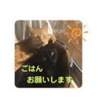 コムギヤマトト（個別スタンプ：26）