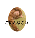 コムギヤマトト（個別スタンプ：29）