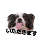 我が家のちこちゃん犬（個別スタンプ：1）