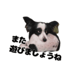 我が家のちこちゃん犬（個別スタンプ：2）
