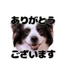 我が家のちこちゃん犬（個別スタンプ：3）