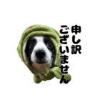 我が家のちこちゃん犬（個別スタンプ：4）