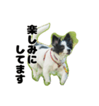 我が家のちこちゃん犬（個別スタンプ：5）