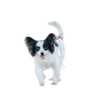 我が家のちこちゃん犬（個別スタンプ：6）