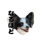 我が家のちこちゃん犬（個別スタンプ：8）